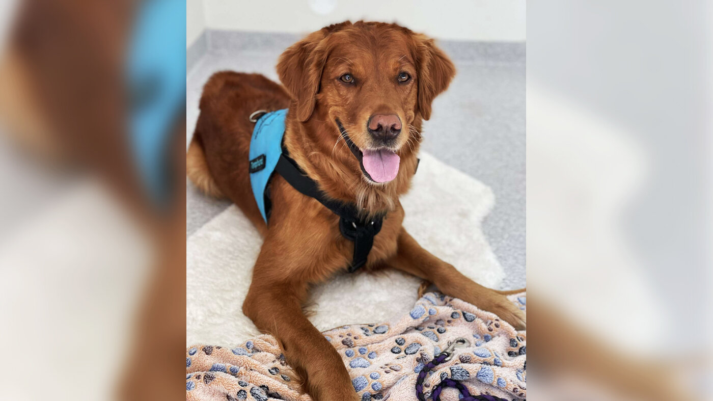 Bildet viser en terapihund ved Sørlandet sykehus