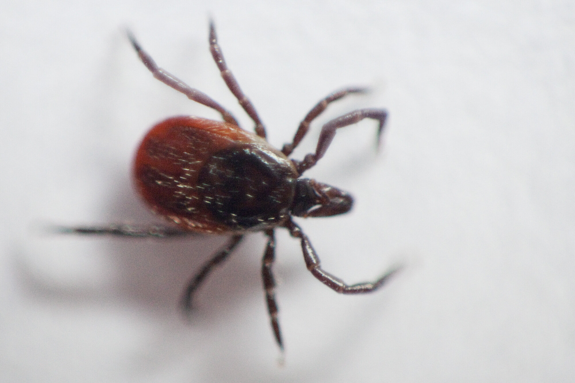 Bildet viser en flått.