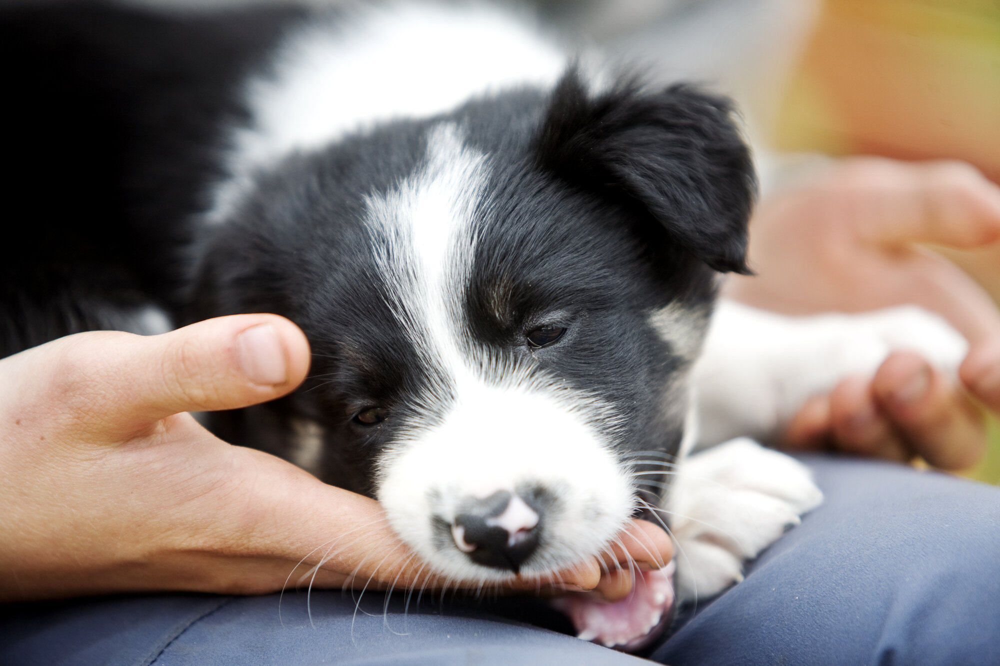 Bildet viser en liten hund som er slapp