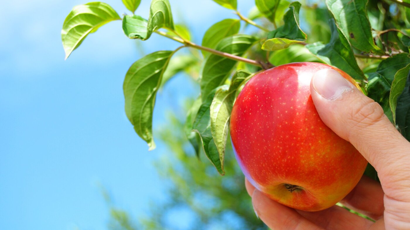 Bildet viser en hånd som plukker et eple fra et tre.