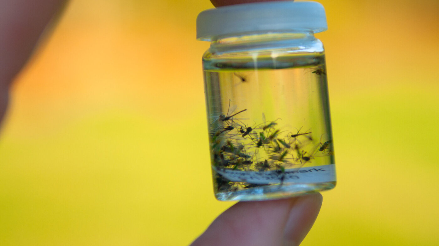 bildet viser innsamlet mygg på boks