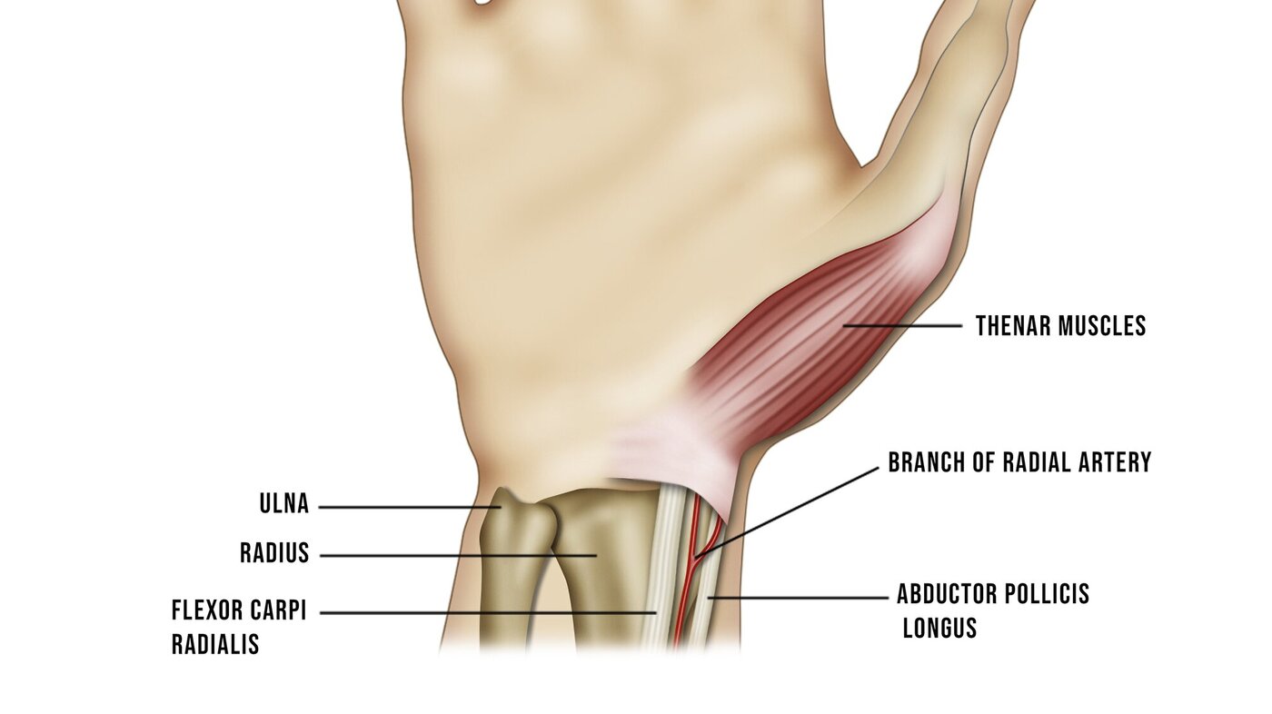 Illustrasjonen viser håndleddets anatomi.