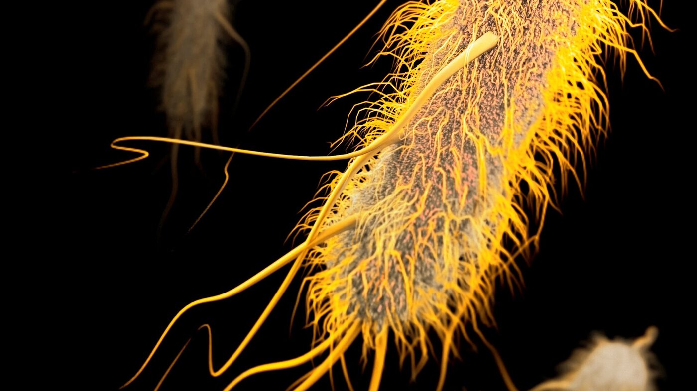 Bildet viser bakterie med ESBL fremstilt ved hjelp av datagrafikk.