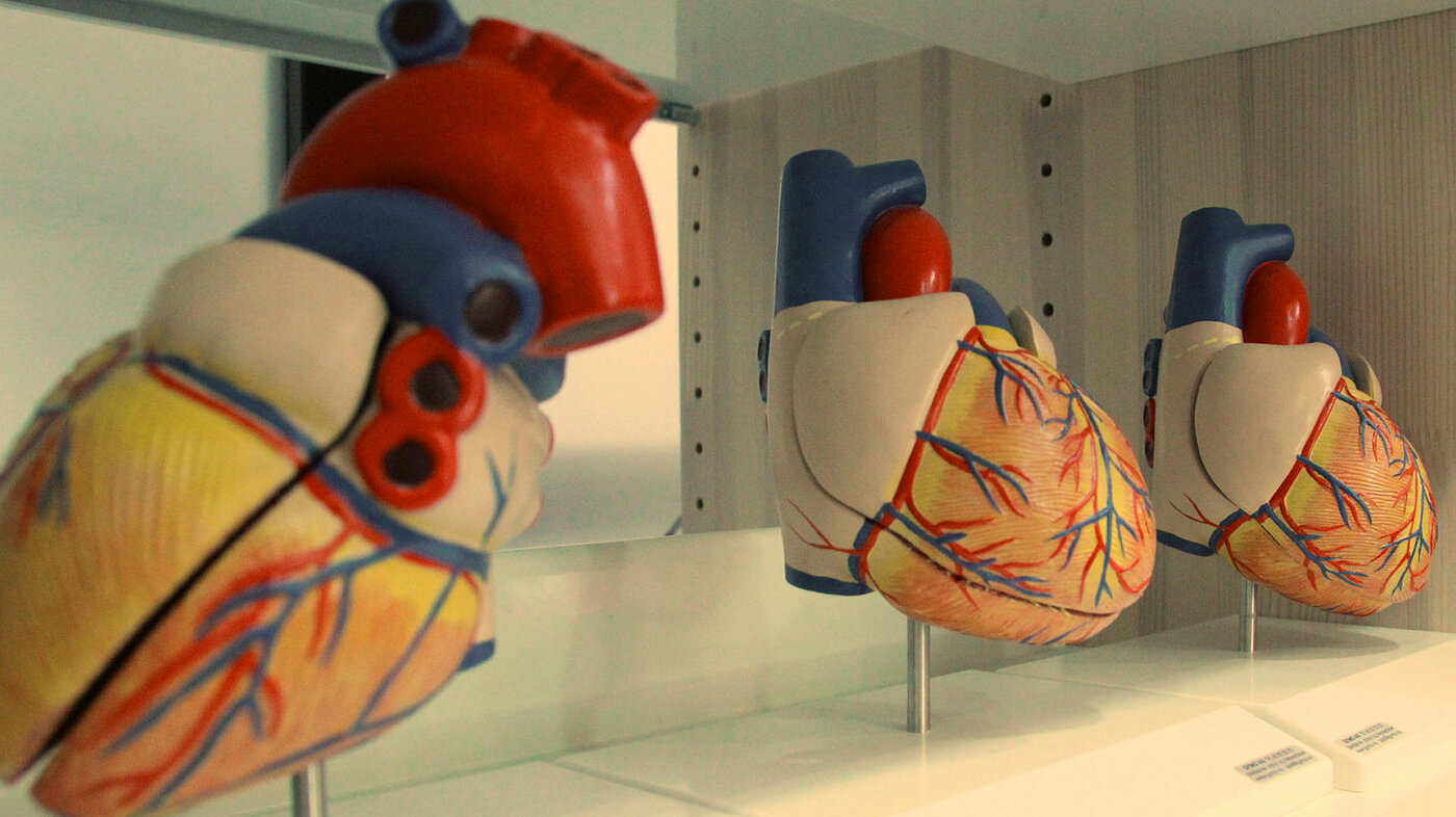 Anatomisk modell av hjerte