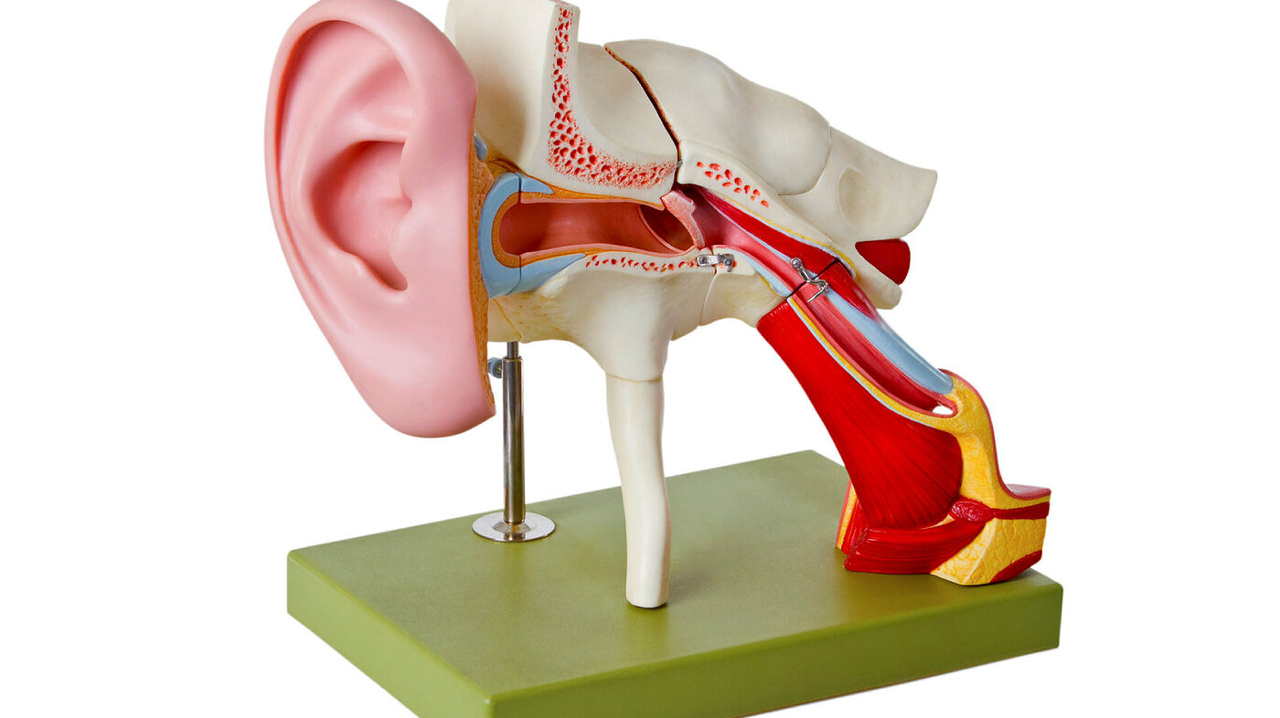 Bildet viser en modell av ørets indre anatomi