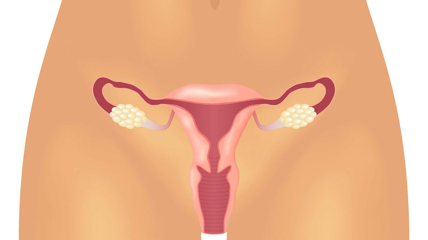 Bildet viser underdelen av en kvinnekropp, hvor det er tegnet inn reproduktive organer.
