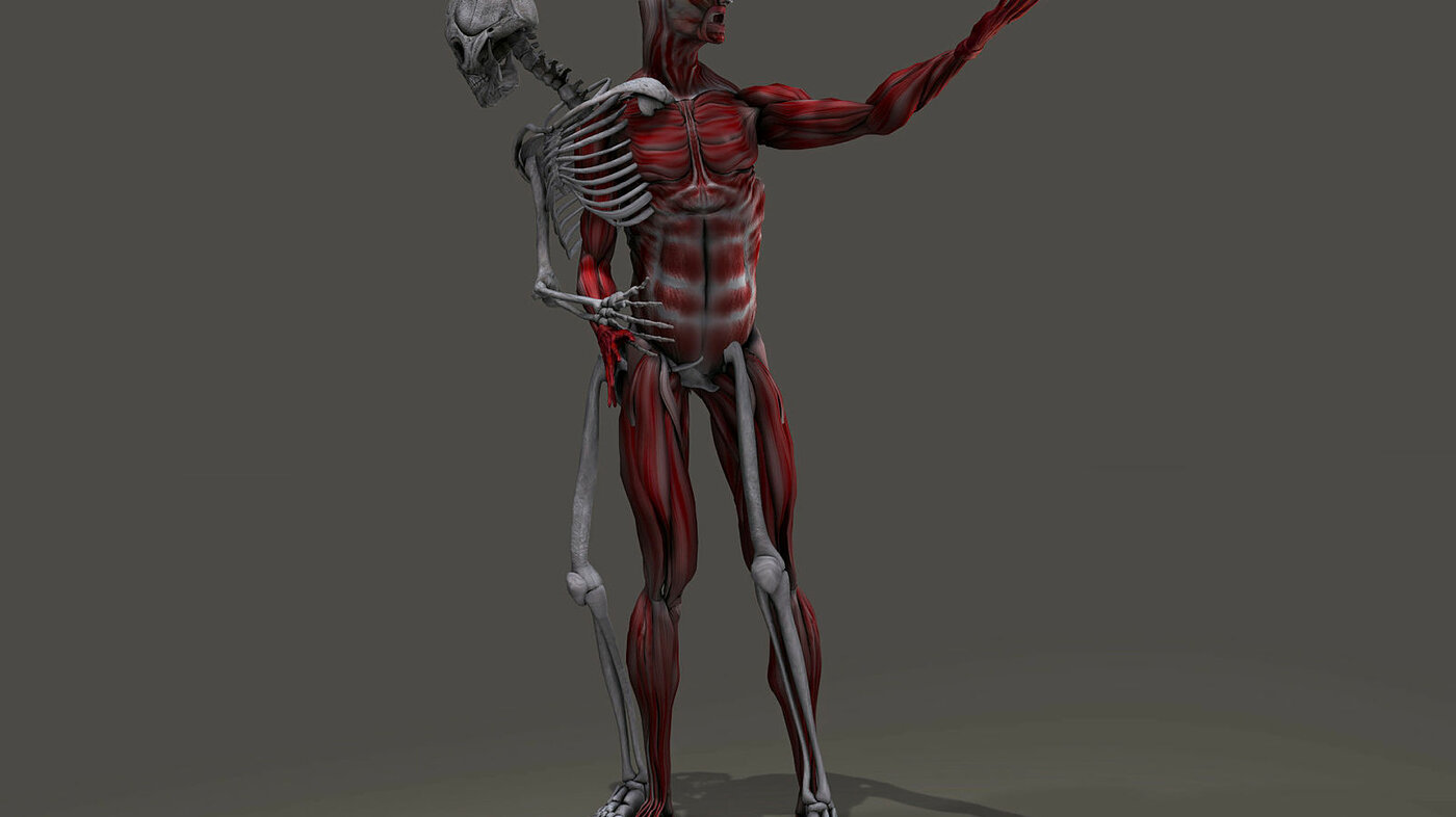 Bildet viser en anatomisk modell av et skjelett som skiller lag med sine egne muskler
