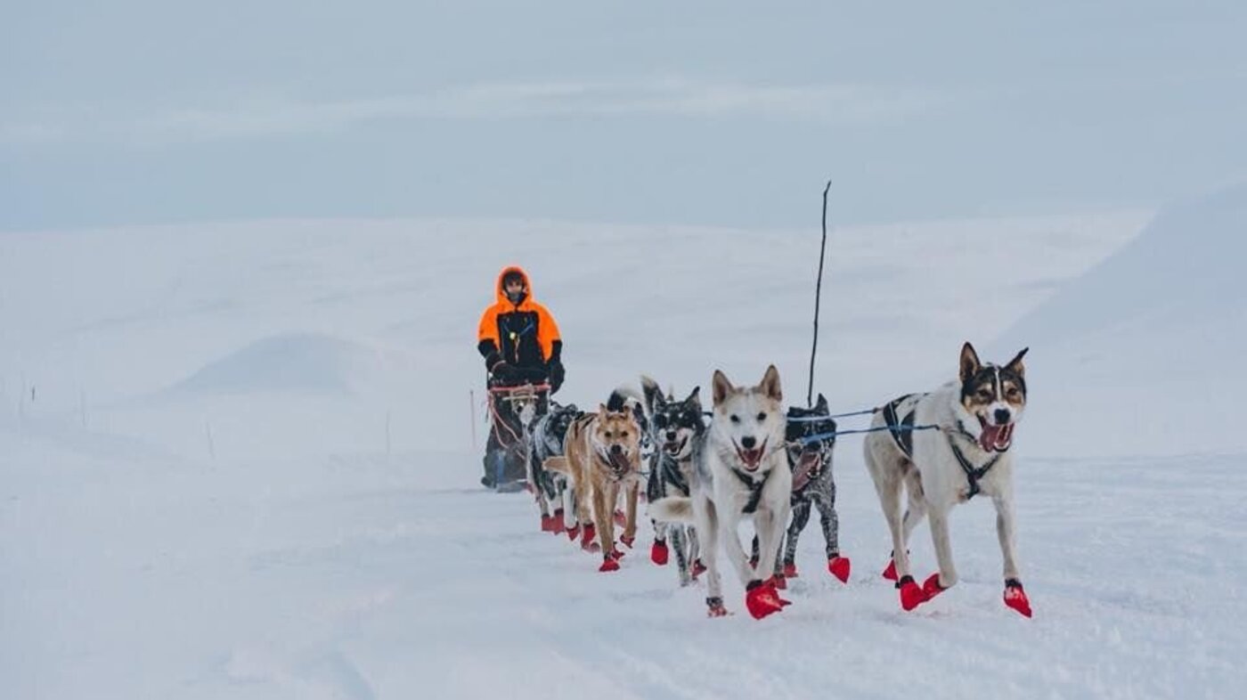 Birgitte Næss kjører hundespann Finnmarksløpet 2018