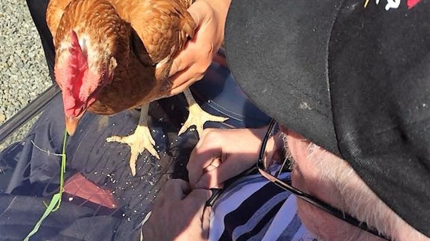 bildet viser beboer som får hilse på en høne