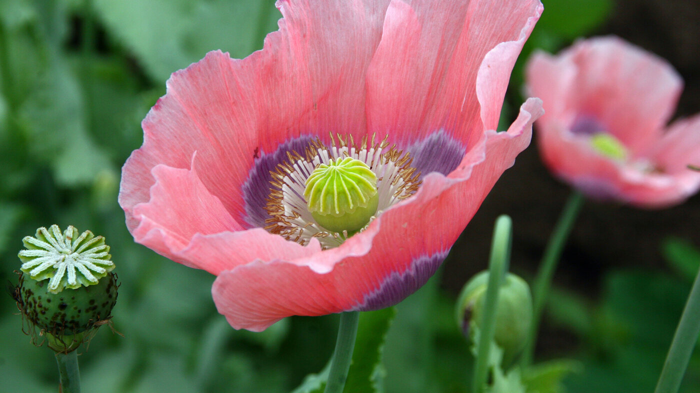 Bildet viser en valmue av arten Papaver somniferum