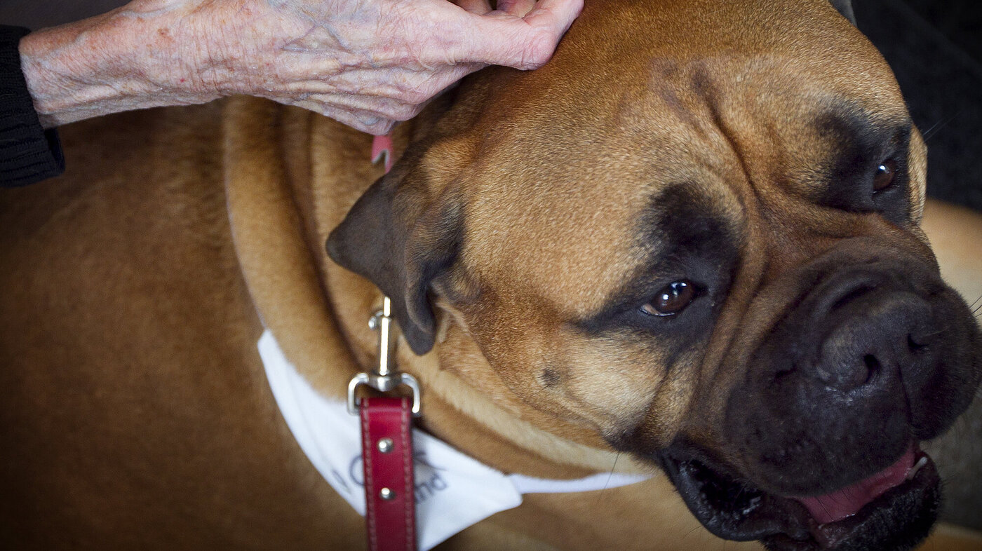 Bildet viser en hånd tilhørende en eldre person som forsiktig stryker hodet til en bullmastiff, som er på jobb som terapihund. Terapihund for eldre