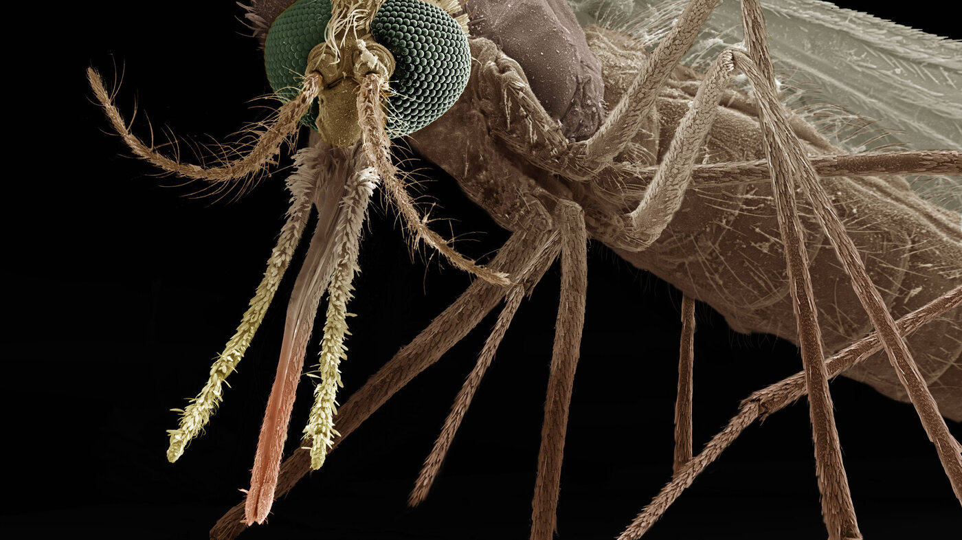 Bildet viser en mygg.
