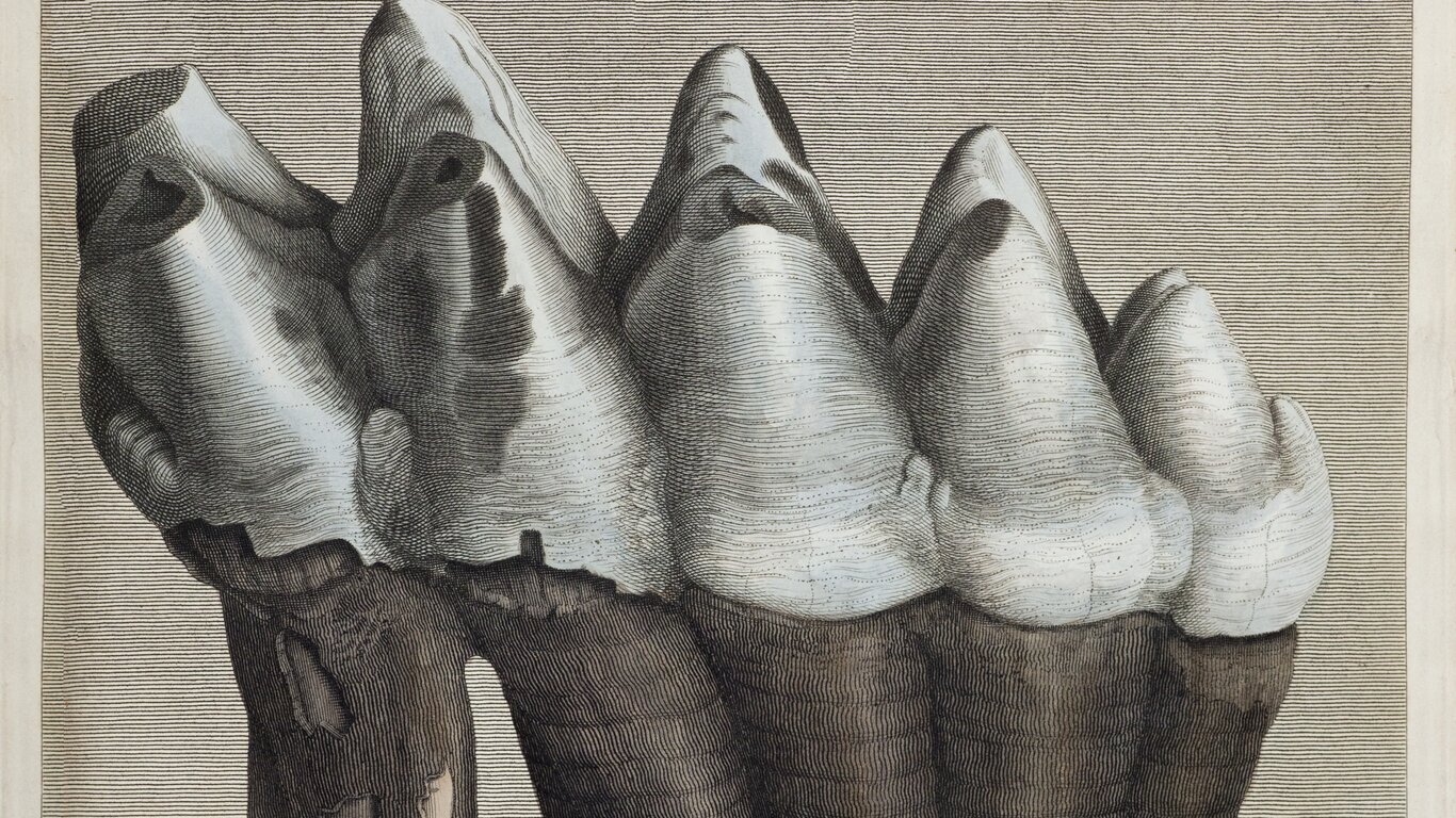 Mastodonttann fra Organic Remains of a Former World