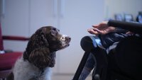 Bildet viser en terapihund som har nærkontakt med en beboer på sykehjem