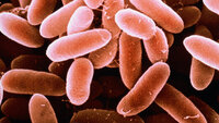 Databilde av Listeria monocytogenes-bakterien