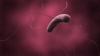 Bildet viser Clostridioides difficile (C. difficile)