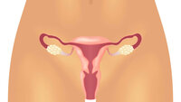 Bildet viser underdelen av en kvinnekropp, hvor det er tegnet inn reproduktive organer.