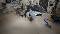 En hai som ligger på operasjonsbordet
