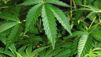 Bildet viser cannabisblader