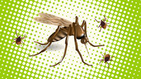 Illustrasjonen viser mygg og flått.