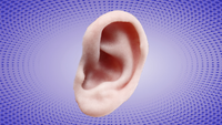 Bildet viser et øre