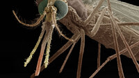 Bildet viser en mygg.