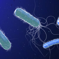 Illustrasjonen viser bakterien Pseudomonas aerigunosa.