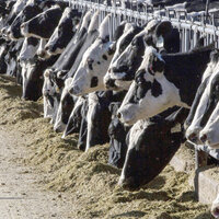 Bildet viser kyr på en gård i New Mexico i USA.